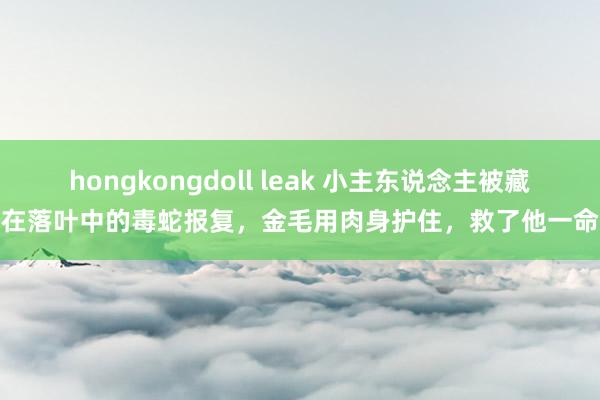 hongkongdoll leak 小主东说念主被藏在落叶中的毒蛇报复，金毛用肉身护住，救了他一命